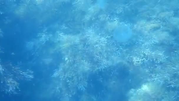 Wo jellyfish swims over seaweeds seabed — Stock Video