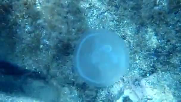 Meduse vicino fondale pietroso — Video Stock