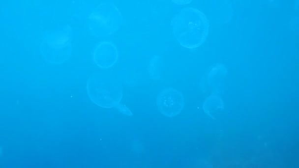 Jellyfish flock float in azure water — Stock Video