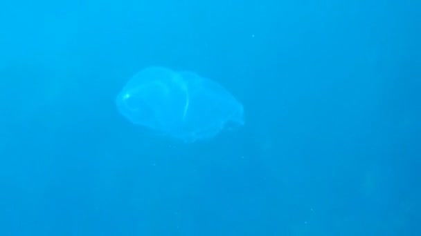 Medusas en agua azul cerca — Vídeo de stock