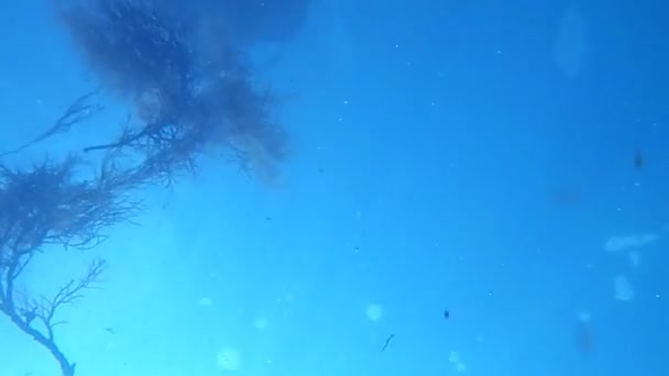 Potápěč tvář v pohledu masky pod vodou — Stock video