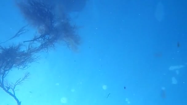 Visage plongeur dans le masque vue sous-marine 