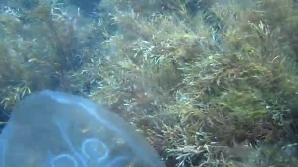 Medusas en agua azul cerca — Vídeos de Stock