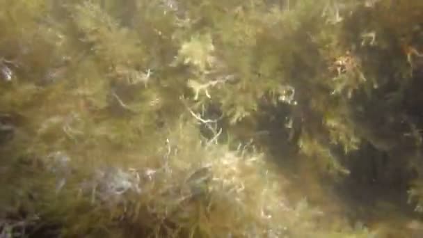 Green seaweed thicket — Stock Video