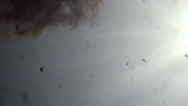 Wodorosty morskie DNA kołysząc się w strumieniu, podwodne — Wideo stockowe
