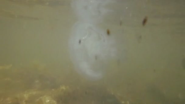 Jellyfish in pollution underwater — Stock Video