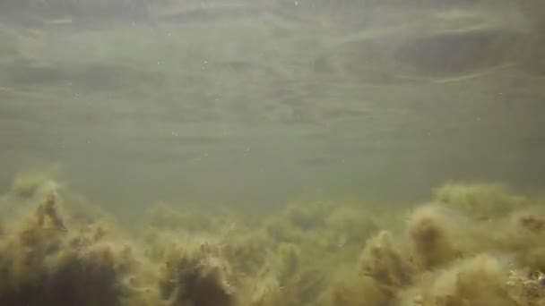 海藻牧场的海床上 — 图库视频影像