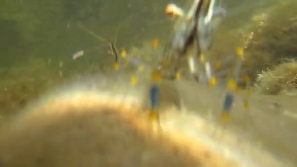 石の海底のエビ — ストック動画