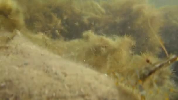 Camarões no fundo do mar pedregoso — Vídeo de Stock