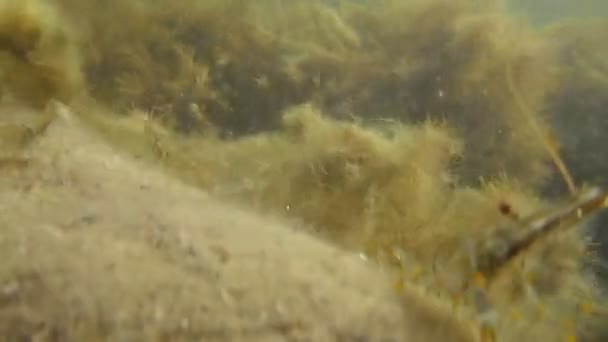 Camarones en el fondo del mar pedregoso — Vídeos de Stock