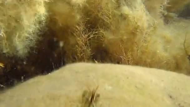 Camarones en el fondo del mar pedregoso — Vídeos de Stock