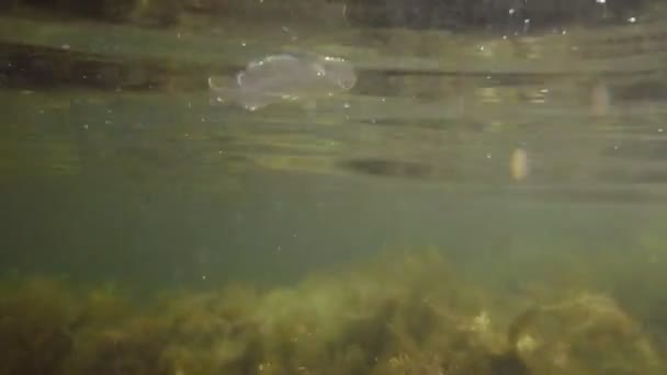 Медузы над водорослями — стоковое видео