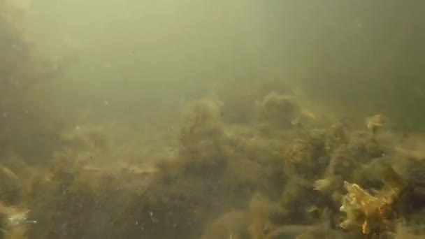 Algas marinas balanceándose en el arroyo submarino — Vídeos de Stock