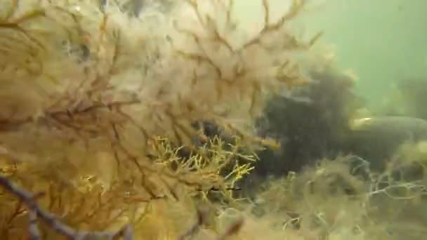 Green seaweed thicket — Stock Video
