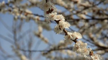 çiçek açması sakura üzerinde arı