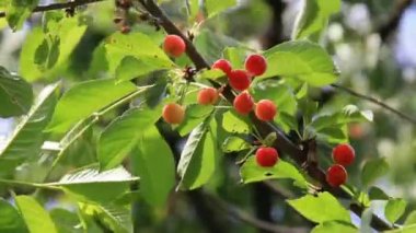 Kırmızı Kiraz meyve ağacının dalları üzerinde