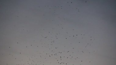 Flock karga daire gri gökyüzü