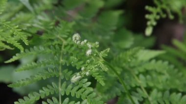 Yeşil ferns yakından rüzgârla sallanan yapraklar
