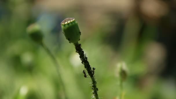 Ants and aphids on the poppy — Stock Video