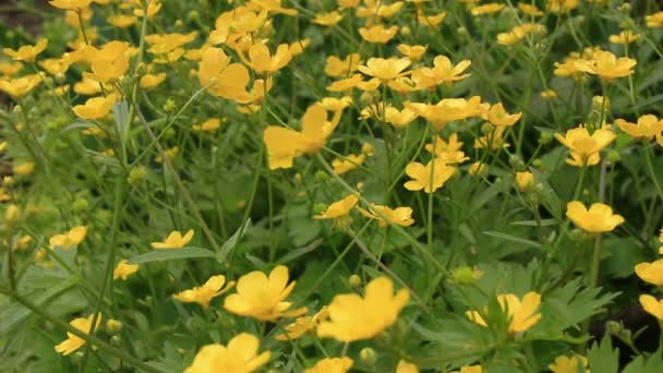 Wiesenblumen und Gras — Stockvideo