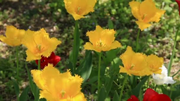 Exotic yellows tulips — Stock Video
