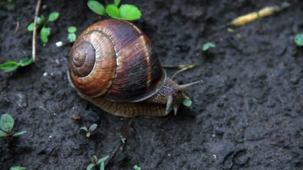 Grande caracol de videira rastreia timelapse — Vídeo de Stock