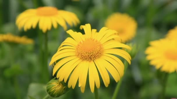 Camomila amarela flores campo — Vídeo de Stock