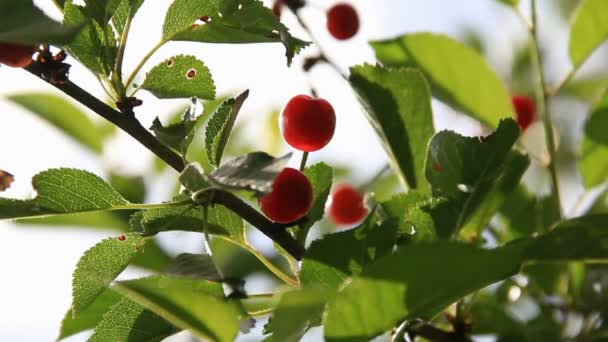 Frutas rojas de cereza — Vídeo de stock