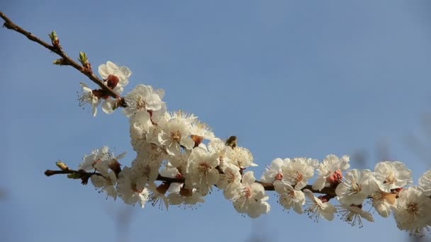 Abeja en el floreciente árbol frutal de primavera — Vídeos de Stock