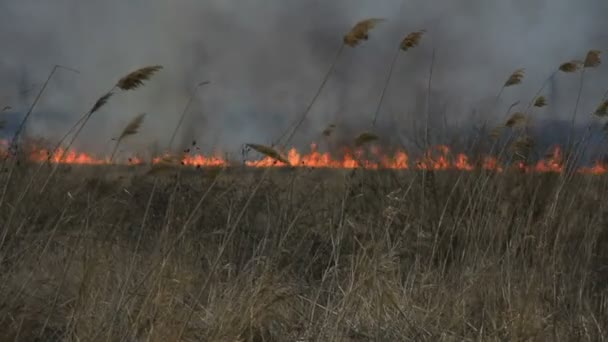 Acercándose al fuego en el campo seco — Vídeo de stock