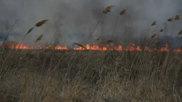 Aproximando-se do fogo no campo seco — Vídeo de Stock