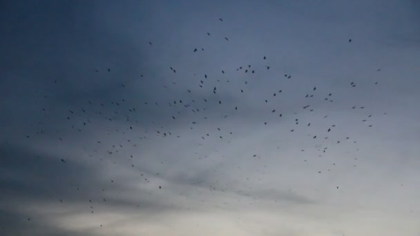 群乌鸦圈子在灰色的天空 — 图库视频影像