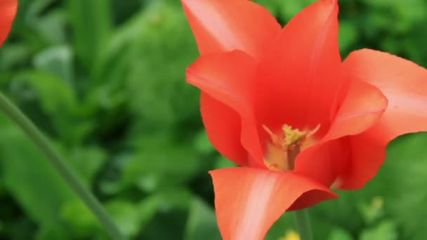 Flor de tulipán escarlata — Vídeo de stock