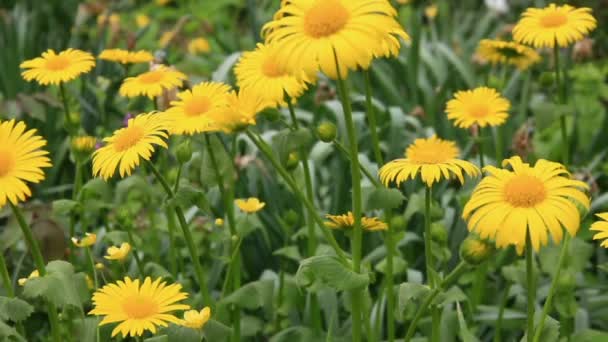 Camomille fleur 