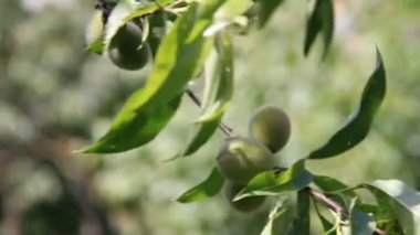 Yeşil olgunlaşmamış şeftali