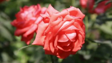 pembe güller çiçek yakından