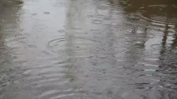 Caen gotas de lluvia en el charco — Vídeos de Stock