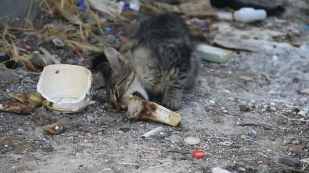 Gatito comiendo basura — Vídeo de stock