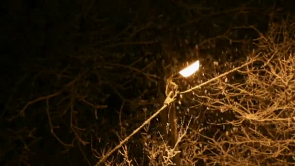 晚上冬天的雪 — 图库视频影像