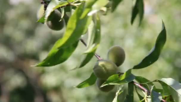 Зелёные персики — стоковое видео