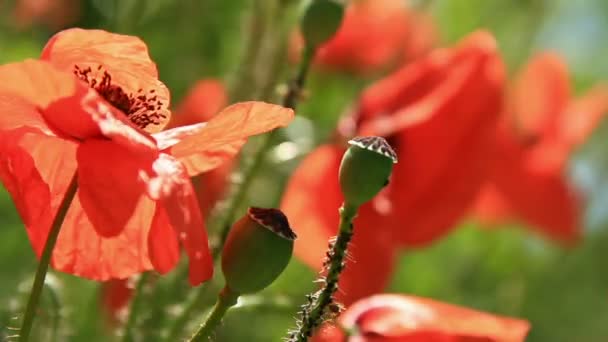 Rote Mohnblumen — Stockvideo