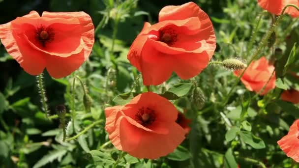 Poppies rouges plantes le jour du vent — Video