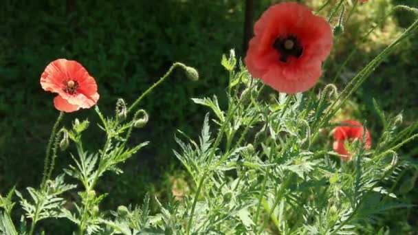 En el campo de amapolas — Vídeo de stock