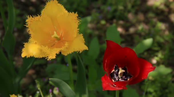 Two tulips — Stock Video