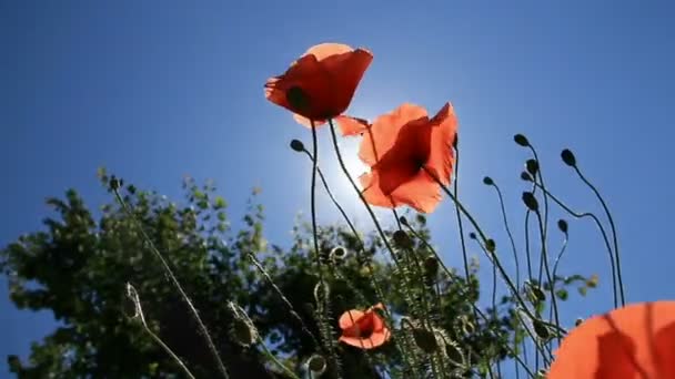 Amapolas rojas — Vídeo de stock