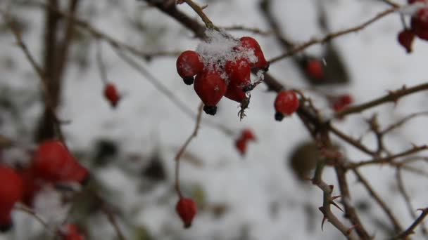 Fruits de bruyère — Video