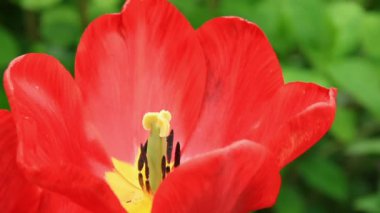Kırmızı lale çiçeği yakın plan.