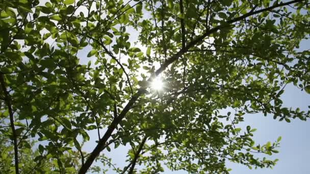 Sunrays through fresh spring tree leafs