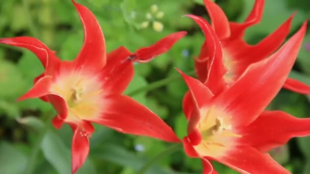 Flores exóticas de tulipa vermelha — Vídeo de Stock