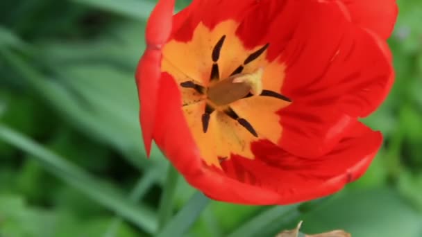 Czerwony tulipan kwiat zbliżenie — Wideo stockowe